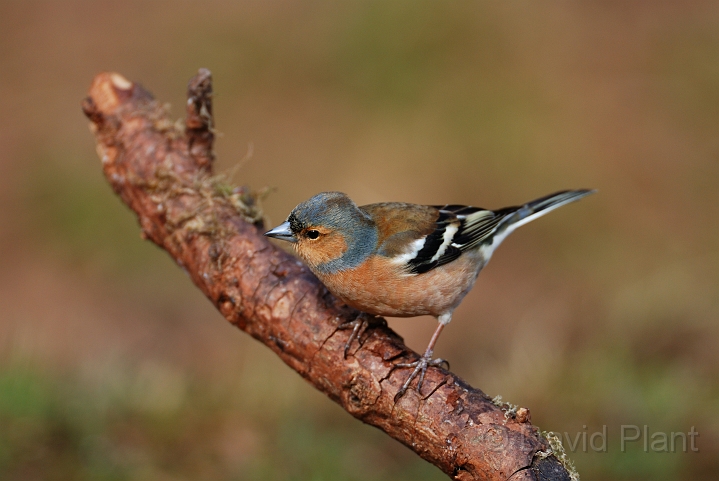 Chaffinch male - B.jpg - Chaffinch, male - Forest of Dean